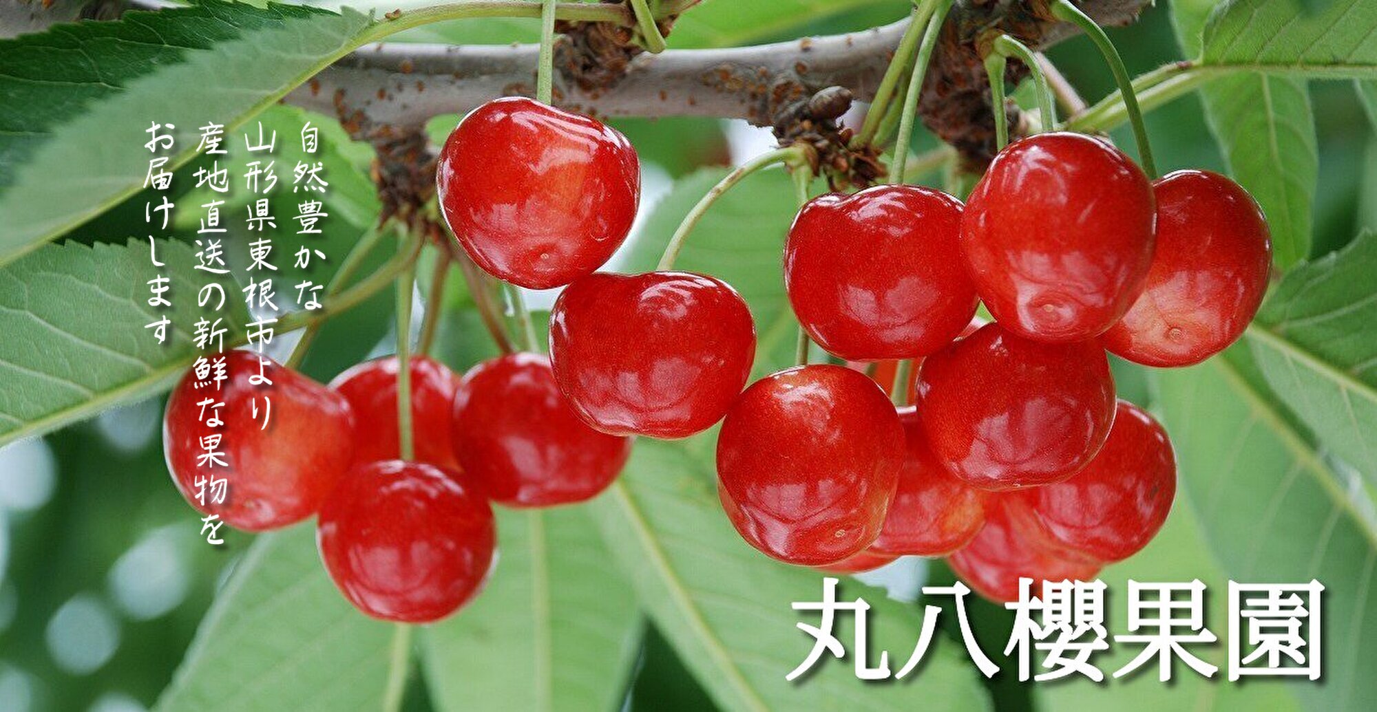 フルーツ くだもの通販 丸八櫻果園-東根市